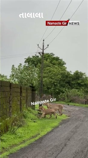 પલકારા માં સિંહ વંડૉ ઠેકી જાય #Short #Shorts #Tranding