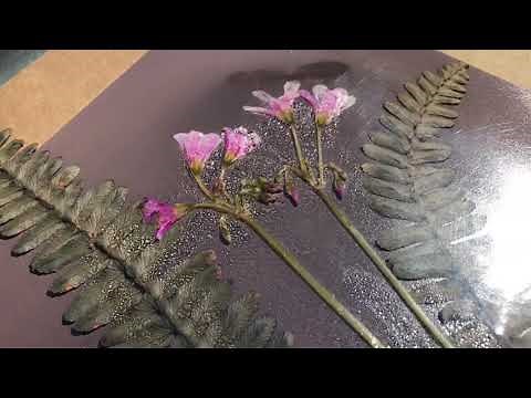 Tutorial: How to Make a Lumen Print