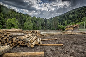 Forest, paper and packaging