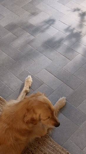 37 reactions · 21 comments | Our @annsacks collection is proving to be loved by all members of the family.  The Novah line (shown here) takes its cues from the organic beauty of limestone. It’s offered in three neutral colorways, and adds a vintage charm to every room (even outdoor ones!). Head to the link in bio to learn more. | Studio McGee | Facebook