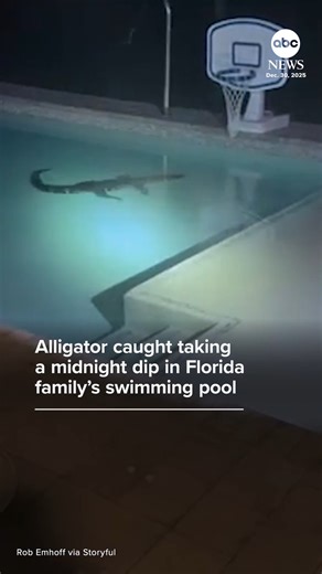 A family in Naples, Florida, had to call in the professionals after finding a large alligator taking a dip in their backyard pool in the early hours of Dec. 30. https://abcnews.visitlink.me/hQmDyQ | ABC News