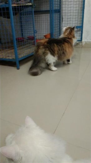 #quaziarfatvlogs #cat