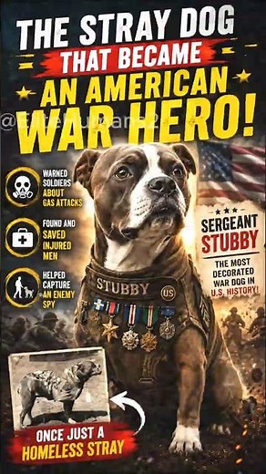 The Stray Dog Who Became America’s Greatest War Hero 🇺🇸🐕 | Sergeant Stubby