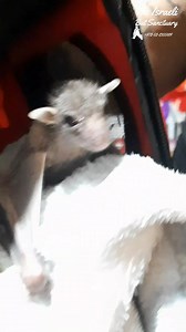 Rescued baby bat Shrek looking around and dancing #bat #babybat #animals #wildlife #rescue #cute #shrek #dancing #fostercare #skypuppy #stellaluna #fostercare #animalsanctuary #puppy #baby #batsofinstagram | The Israeli Bat Sanctuary