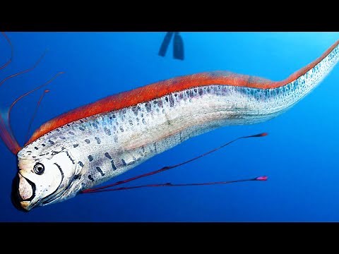 Top 10 mysterious deep-sea fish in the world
