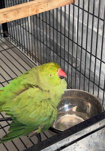 Parrot Bathing Tips: Keep Your Feathered Friend Happy