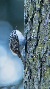 14K views · 23 comments | The cute and rare little bird,enjoys spiraling up tree trunks.Treecreeper (Certhia familiaris)#birds #treecreeper | Birds of nature | Facebook