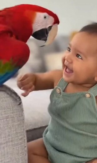 Macaw Teaches Baby to Talk and It's the Purest Thing! 🦜👶🗣️💖 Best Teacher Ever! #BabyTalk #Macaw #TalkingPet #Wholesome | Woofolio
