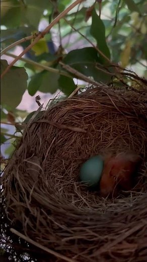 “Robin Eggs Hatch Into Hungry Chicks 🐣 Nature Close-Up”