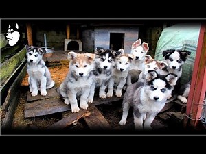 Preparing Food + Siberian Husky Eating: 10 Weeks Old(2018)