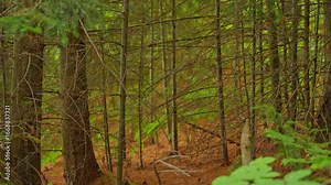 Focus shift at Canadian Crown Land forest in the lush and fir trees. Deep unmanaged forest along the path. Stunning Canadian Northern nature near Bancroft. Camping and hiking in dangerous wilderness. Stock Video