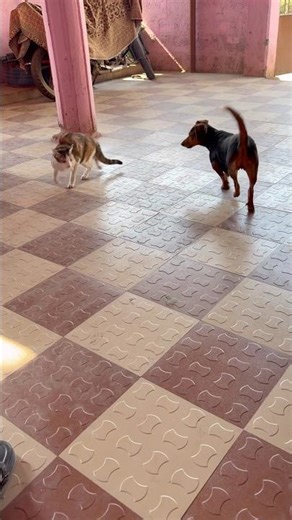 🥵 pinki ke piche july🥵 #cat #dresskliyestadiumayaormarkluta #funny