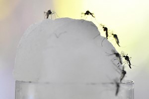 Wetter and warmer: How does climate change impact dengue transmission?