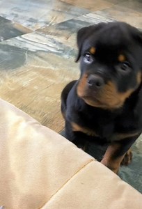 Cute Rottweiler Puppies Videos That You Just Can't Miss 🥰 | Rottweiler Life