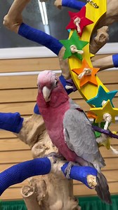 88 reactions · 25 comments | Happy babies with all their new toys...