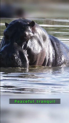 Big Yawn, Bigger Presence — The Hippo at Ease | Peaceful_Tranquil
