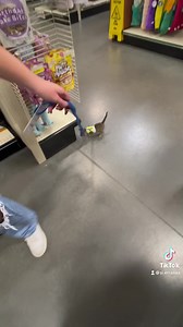 1.3M views · 82K reactions | Zeke is just perusing at the adoption event, NBD. We’re here until 3 if you’d like to come meet him and lots of other sweet kitties! Apply in advance to adopt: tinyurl.com/LRCRADOPT | Lil Roar Cat Rescue | Facebook