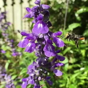 126K views · 1.4K reactions | Happy pollinator week!!  Some of my favourite bees from the past few years of filming with my iPhone #shotoniphone #slowmotion #pollinatorweek #ilovebees | Macro Bees | Facebook