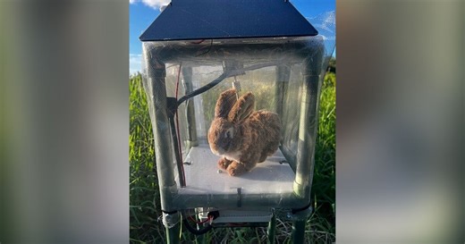 Robot rabbits latest tool in Florida's battle to control invasive Burmese pythons in Everglades