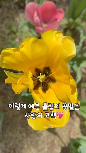 지금 아니면 못 보는 '활짝 핀 튤립'의 아름다움과 꽃말 💖"