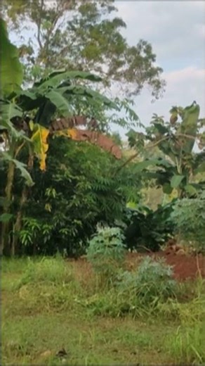 Shorts Gunung Kidul Paradise #java #mountain