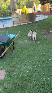 20 reactions | Pug Team USA  Hello everyone let me introduce Punk and Tiger they are brother . We rescued them from Bowling green shelter. They are 5 years old . | Pug Philosophy | Facebook