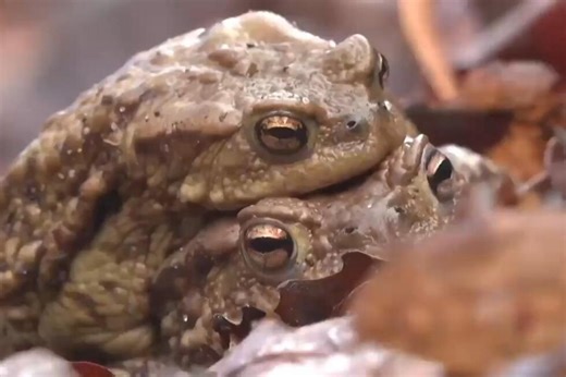 Citizen 'Frog Patrol' helps amphibians survive dangerous mating season road crossing in Poland
