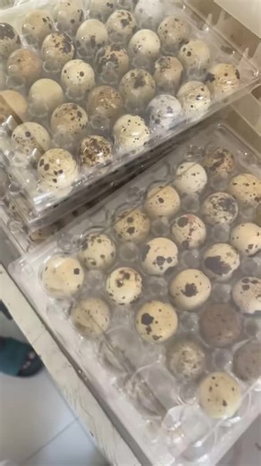 #vollaille #poulet #sedima #elevage #aviculteur