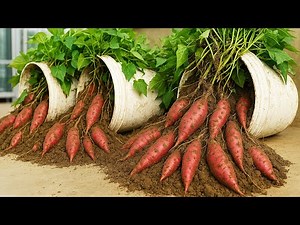 How to Grow Sweet Potatoes in Containers Easy Container Gardening Tips