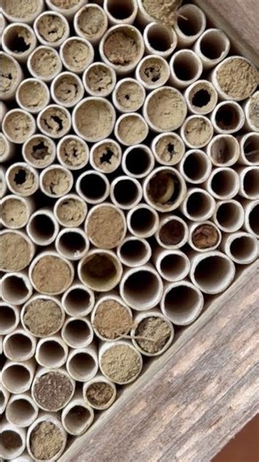 Momento ti traffico sul nido di #osmie #ape #bee #osmiabee #osmia #abejas #bienen #abeilles