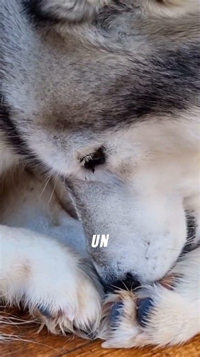 🐾 Mud Statue or Clean Dog? The IDEAL Time to Bathe Your Dog