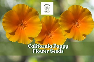 5,000 California Poppy Flower Seeds – Bright Orange Native Wildflowers – Drought-tolerant Blooms for Pollinator Gardens - Etsy