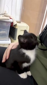 My heart just exploded 😻😻😻😻😻😻😻😻 | Cat Fur Nature .co.uk