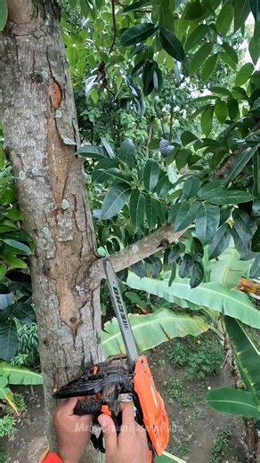 Proper Pruning Techniques for Mango and Avocado Trees