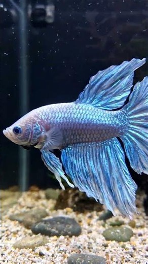 Close up of this stunning Royal Blue Betta 💙🔥 #bettafish #aquascape