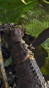 Giant Spiny Stick Insects (Eurycantha calcarata), absolutely tonnes of adults and sub adults available They are eating us out of bramble daily. (This video isn't sped up, this is real time bramble leaf destruction!) #eurycanthacalcarata #giantspinystickinsect #stickinsectsofinstagram #invertebratesaspets #invertebrates #coasttocoastexotics | Coast To Coast Exotics Ltd | Facebook