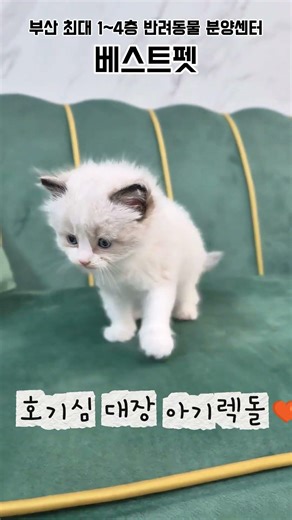 🚨심쿵주의🚨 부산강아지분양 부산고양이분양