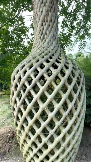 Top 5 RAREST Trees In The World