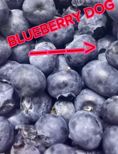 Adorable Blueberry-Themed Dogs Compilation
