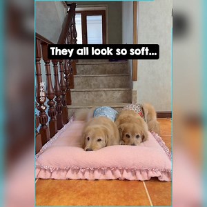 43K views · 3K reactions | Dogs Can't Resist Constantly Snuggling Up Together | Veteran Pride | Facebook