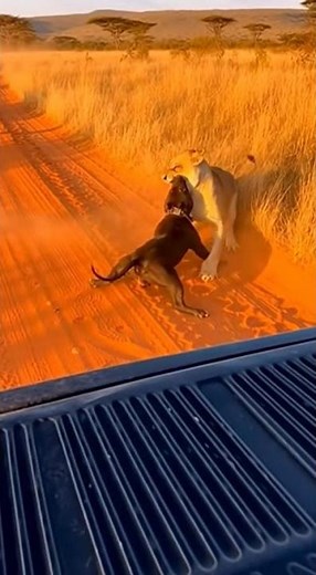 Pitbull ESCAPES Lioness Attack Then FIGHTS BACK 😱🔥