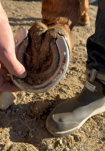 Essential Gear for Horses in Skijoring Explained
