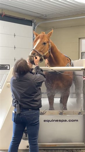 26K views · 392 reactions | Nothing quite like a cold water spa cuddle to start your day! While our horses are professional athletes on and off the track they are definitely spoiled and loved on by our team! We use our cold salt water spa for a variety of reasons. The spa is great to treat horses with inflammation, lower limb injuries, and we also use it as a preventative treatment. This video was shared by Rehab Assistant, Alyssa Toupin, for #WinStarLifeWednesday | WinStar Farm | Facebook