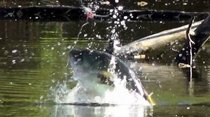 1.7K views · 67 reactions | All of this rain got me thinking about a video I produced for Simms rain gear a few years back. Simms Bass will keep you dry! | BamaBass | Facebook