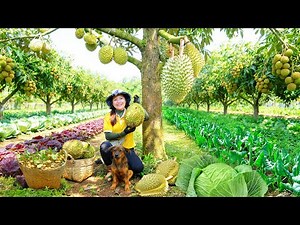 Harvest Farm Produce: Durian, Eggplant, Longan, Chinese Broccoli Sell At The Market – Cook With Them