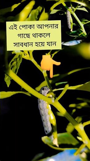 গাছ থেকে পোকা দমন করবে কিভাবে ।। how to kill/control insects from trees🌳🪾#shorts #viral #insecticide