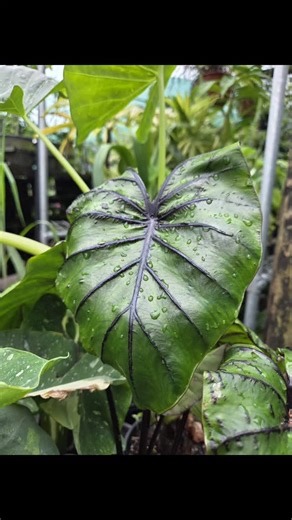 Templex Nursery on Reels