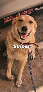 Franklin All Animal Rescue Team FAART PSA Dog manure can be...