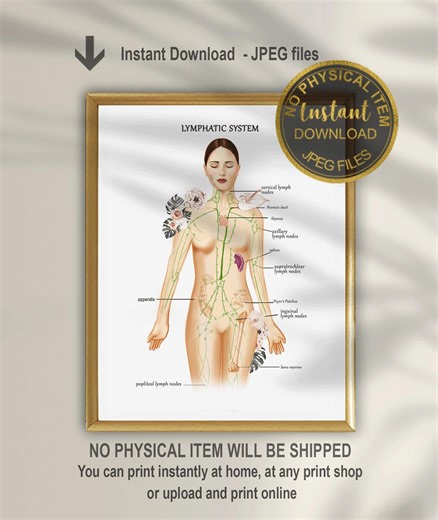 Lymphatic System Anatomy Poster: Drainage & Vessels Chart (digital Download) - Etsy