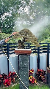 "Bonsai maintenance: where patience meets beauty 🌳 #bonsai #bonsaitree | Romeo Antipuesto Jr